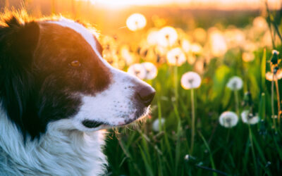 Spacer w lesie, a potem dramat – najczęstsze skutki ukąszenia kleszcza u psa