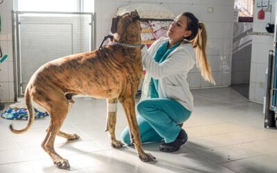 Rehabilitacja zwierząt – najczęstsze przyczyny i wskazania